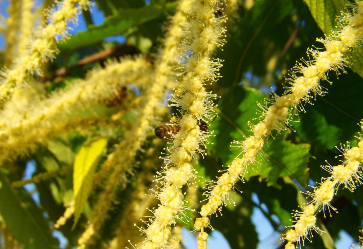 gentle-chestnut-flower-835841.jpg